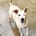 Me Adota Aí!: campanha promove adoção de cães com deficiência em Juiz de Fora