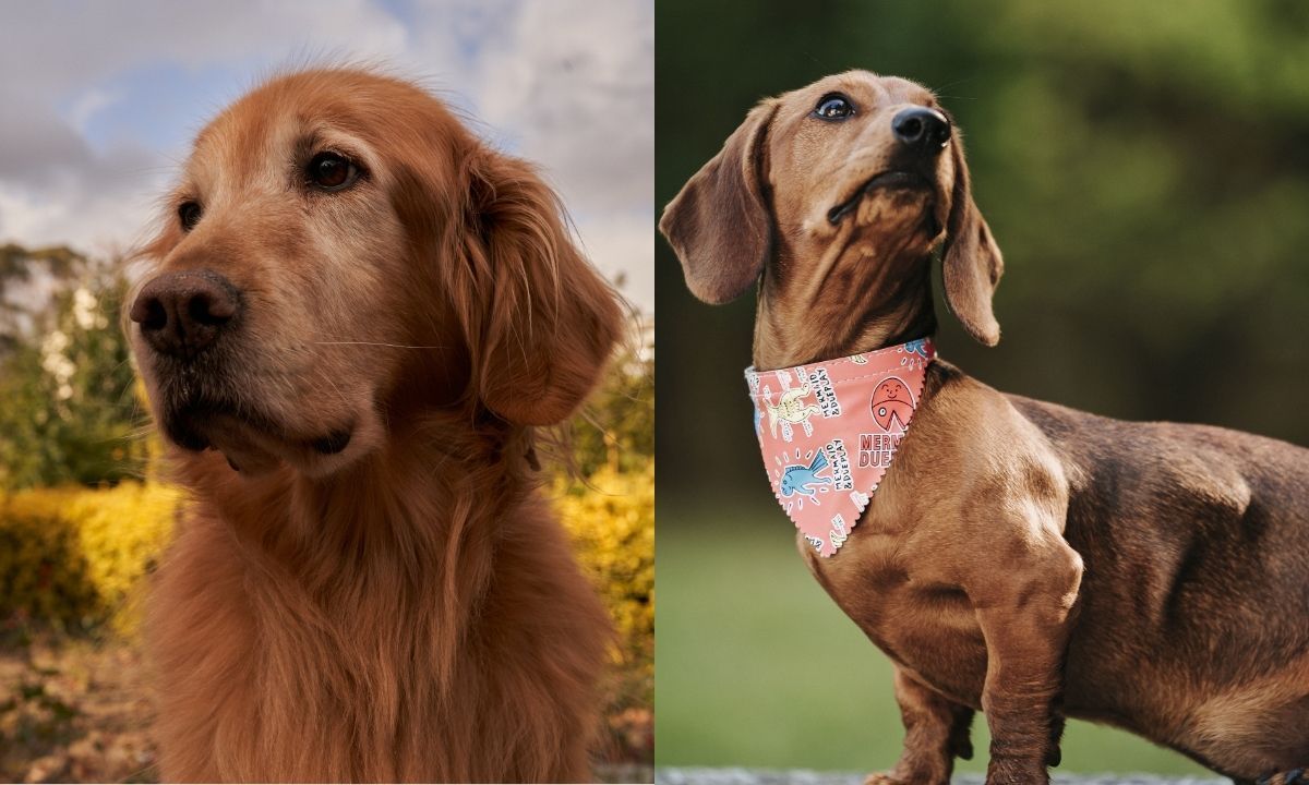 Juiz de Fora terá encontros de tutores e cães Golden Retrievers e Dachshund no fim de semana