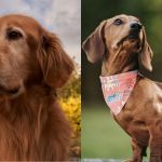 Juiz de Fora terá encontros de tutores e cães Golden Retrievers e Dachshund no fim de semana