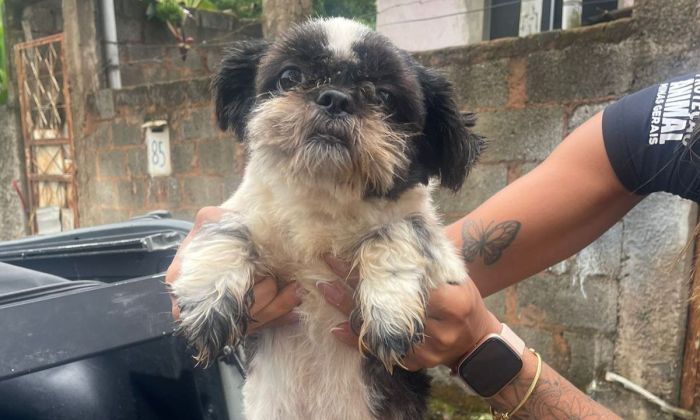 Cachorro vítima de maus-tratos resgatado na operação da violência contra as mulheres Juiz de Fora  