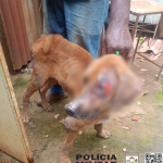 Tutor de cachorro com leishmaniose é autuado em Lavras