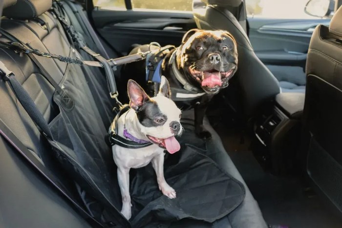 Viajar com pet