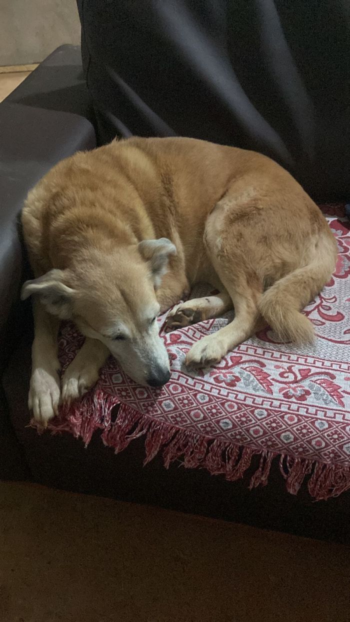 Alegria foi encontrada pelos donos e estava cansada, após caminhar por 20km até o sítio que lhe abrigou 