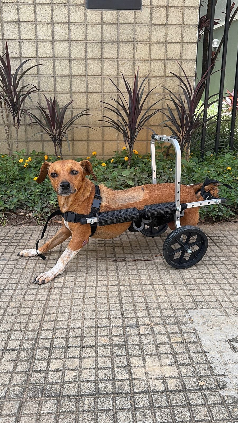 Cadela paraplégica é resgatada após enchente histórica que atingiu Ubá, na Zona da Mata