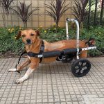 Cadela paraplégica é resgatada após enchente histórica que atingiu Ubá, na Zona da Mata