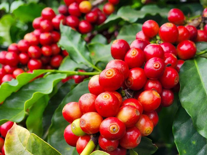 Os cafés passarão por análises físicas e sensoriais feitas por uma comissão julgadora formada por oito classificadores e degustadores 