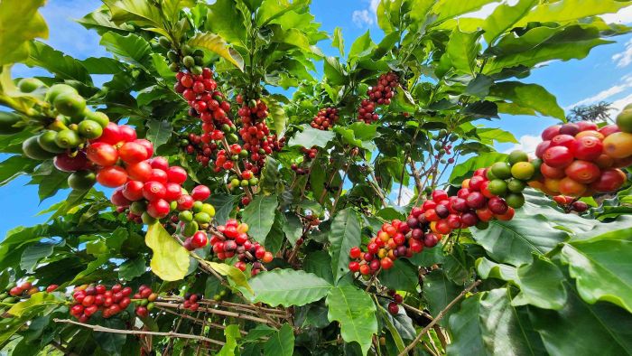  Café transforma vidas em Caratinga, no Vale do Rio Doce