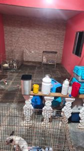 Canil Clandestino SP