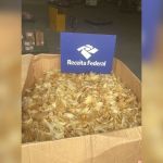 Receita Federal apreende 100 kg de barbatanas de tubarão em São Paulo