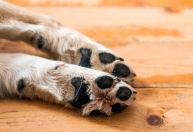 Apesar de lei, enterro de pets com tutores ainda depende de regulamentação em São Paulo