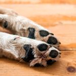 Apesar de lei, enterro de pets com tutores ainda depende de regulamentação em São Paulo