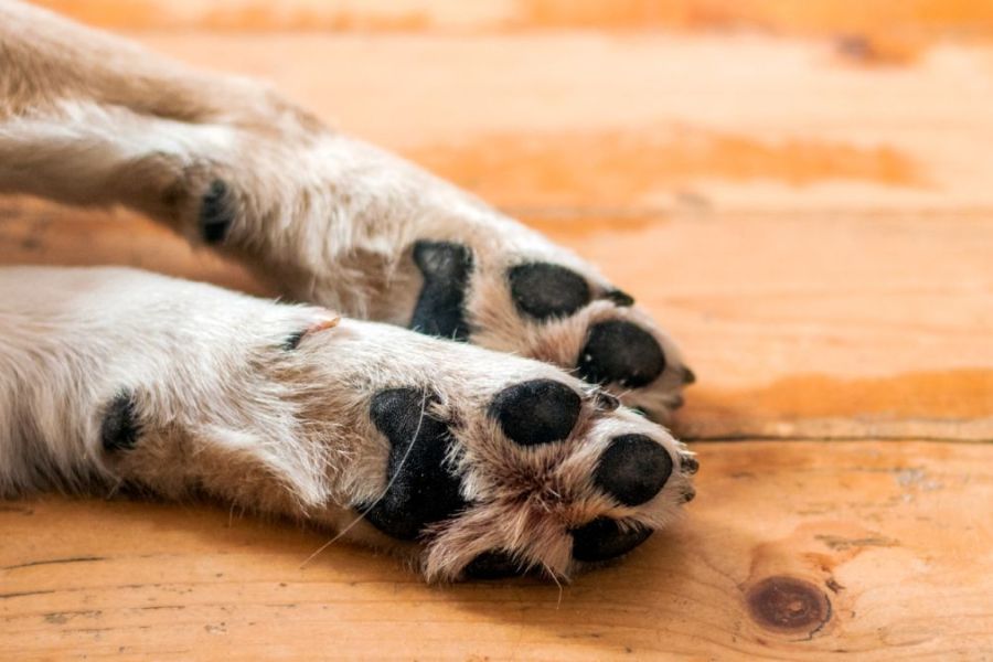 Apesar de lei, enterro de pets com tutores ainda depende de regulamentação em São Paulo