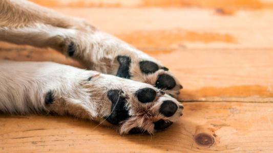 Patas de cachorro vistas de baixo