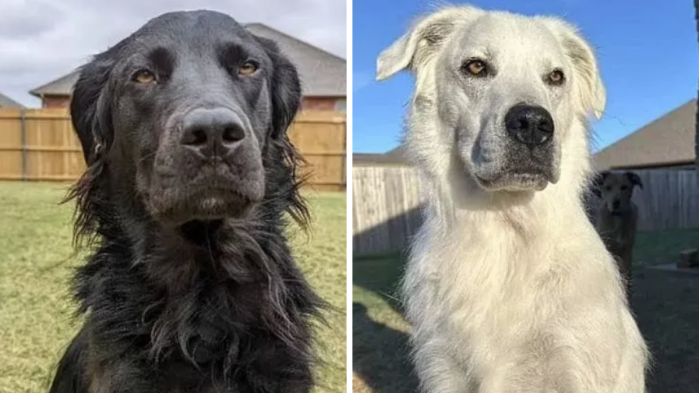 Parecem ser dois cães diferentes, mas é o mesmo