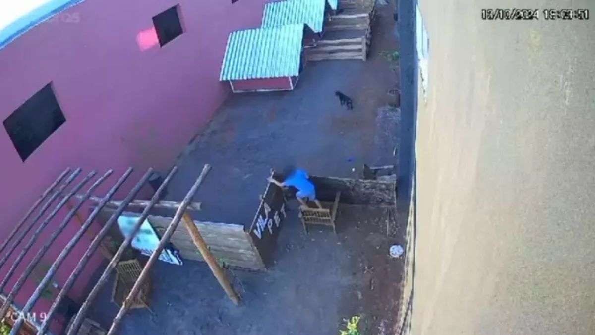 'Horrível', diz veterinário que encontrou 23 animais mortos por menino de nove anos no Paraná