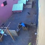 Vídeo: veja o momento em que criança de 9 anos invade hospital e mata 23 animais