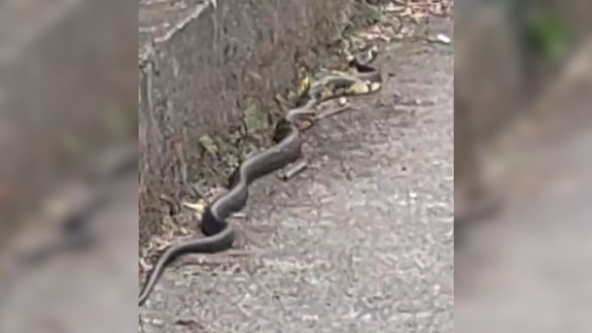 Jacarés, cobras e tamanduás nas cidades: por que animais silvestres aparecem na cidades