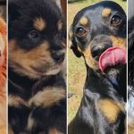 Golden Retriever x Shih Tzu: cadela pode ter engravidado de outro cão ao mesmo tempo