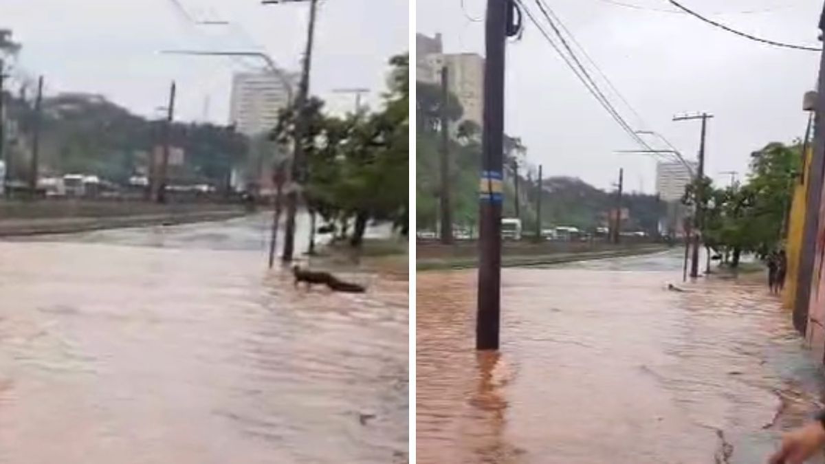 Vídeo: homem mergulha e nada em enchente na Av. Cristiano Machado durante chuva em BH