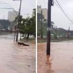 Vídeo: homem mergulha e nada em enchente na Av. Cristiano Machado durante chuva em BH