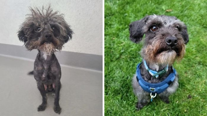 Cachorro 'mais feio do mundo' sofreu transformação após adoção Cachorro 'mais feio do mundo' sofreu transformação após adoção