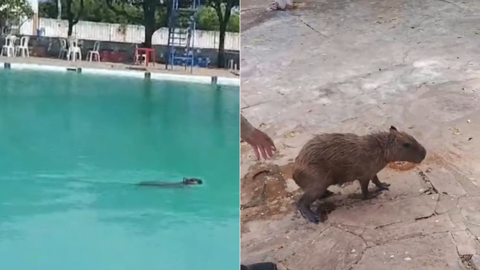 Sob calor de 32 °C, capivara é flagrada nadando em piscina de clube na Bahia; veja vídeo