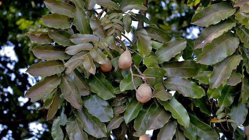 Pesquisa aponta que plantio com cápsulas de sementes de árvores é mais eficiente que plantio direto
