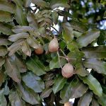 Pesquisa aponta que plantio com cápsulas de sementes de árvores é mais eficiente que plantio direto