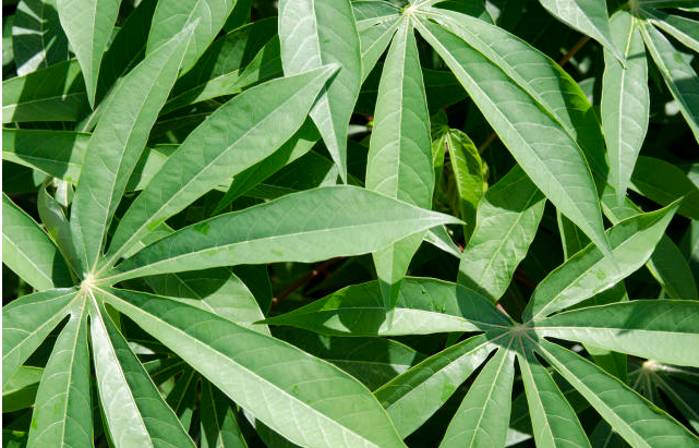 Ensilagem de materiais verdes é feita com o capim, cana-de-açúcar, grãos como o milho e até mesmo folhas de mandioca Ensilagem de materiais verdes é feita com o capim, cana-de-açúcar, grãos como o milho e até mesmo folhas de mandioca