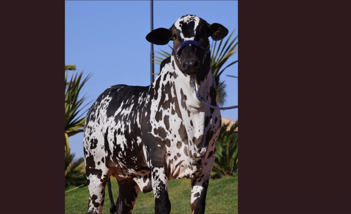 Animal que participará da mostra: beleza e imponência