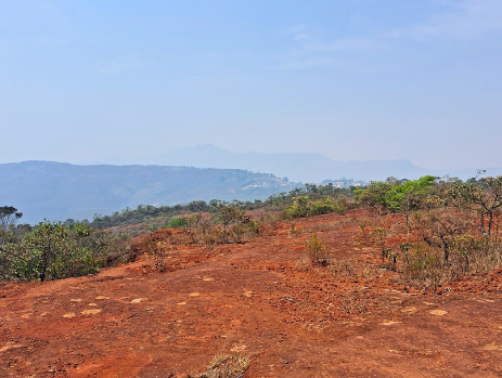 Área degradada do Mirante do Vermelhão em Ouro Preto passa por reflorestamento