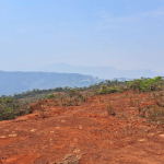 Área degradada do Mirante do Vermelhão em Ouro Preto passa por reflorestamento