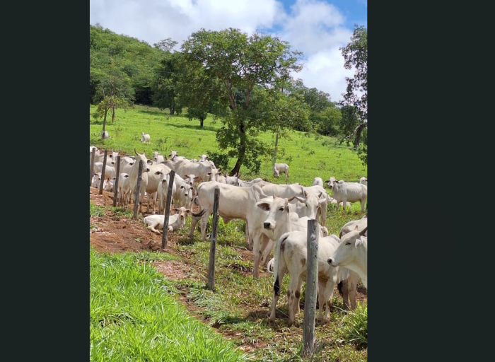 Pasto na propriedade de Joaquim está verdinho, mesmo nas épocas de estiagem, quando essa foto foi tirada