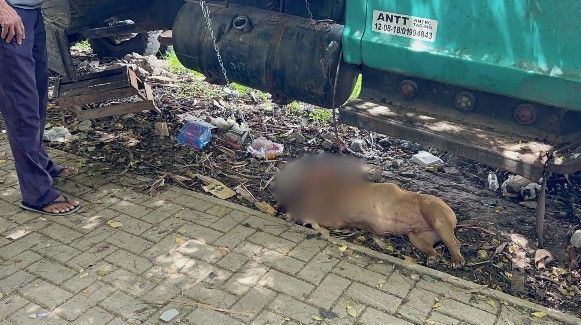 Homem é atacado no rosto por Pitbull em BH e populares agridem animal para salvá-lo