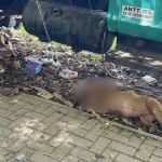 Homem é atacado no rosto por Pitbull em BH e populares agridem animal para salvá-lo