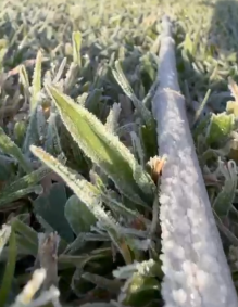 Paisagens congelada voltaram a ser registrada neste sábado (14).