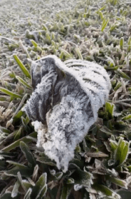 Folha congelada em Monte Verde.