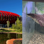 Peixe vai de pequeno aquário em pet shop para o maior aquário de água doce do mundo; entenda
