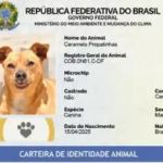 Quase um ano após criação, SinPatinhas acumula mais de um milhão de pets cadastrados