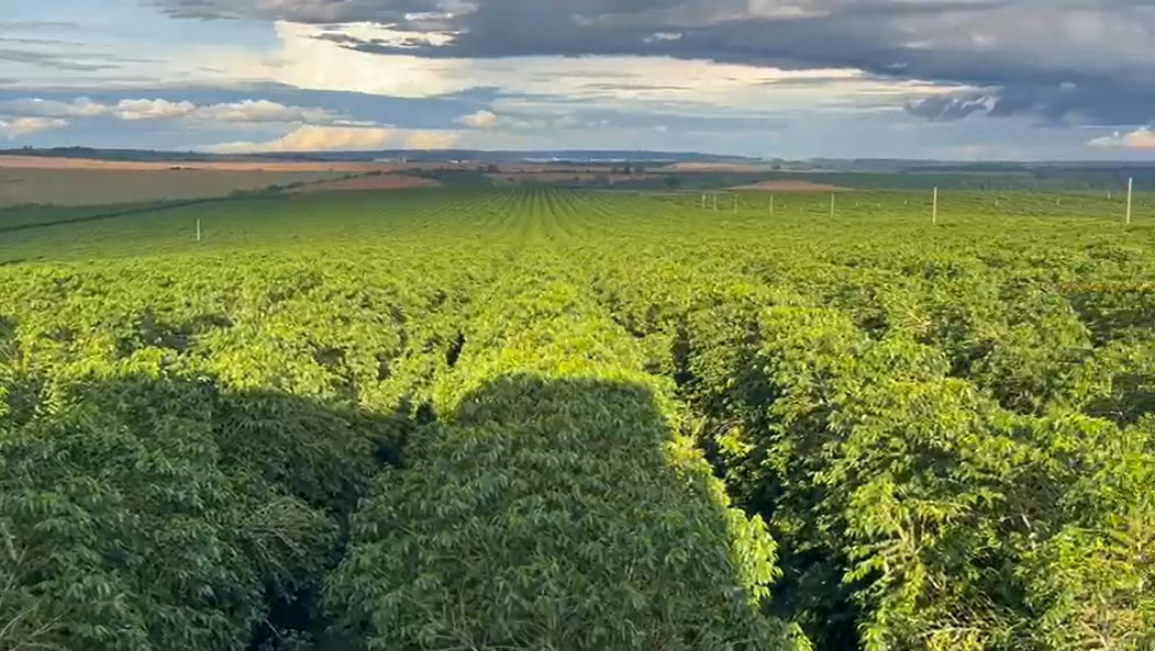 Café do Cerrado Mineiro lança nova fase da marca e reforça compromisso com  sustentabilidade | Rádio Itatiaia
