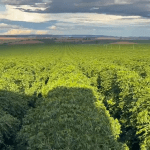 Café do Cerrado Mineiro lança nova fase da marca e reforça compromisso com sustentabilidade
