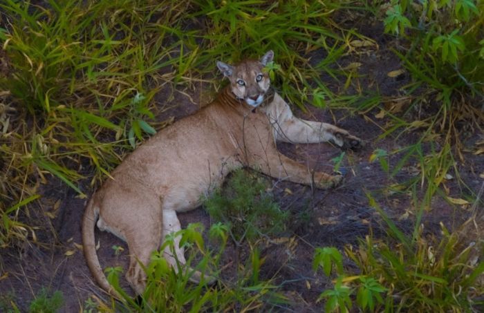 Onça Parda Onça Parda