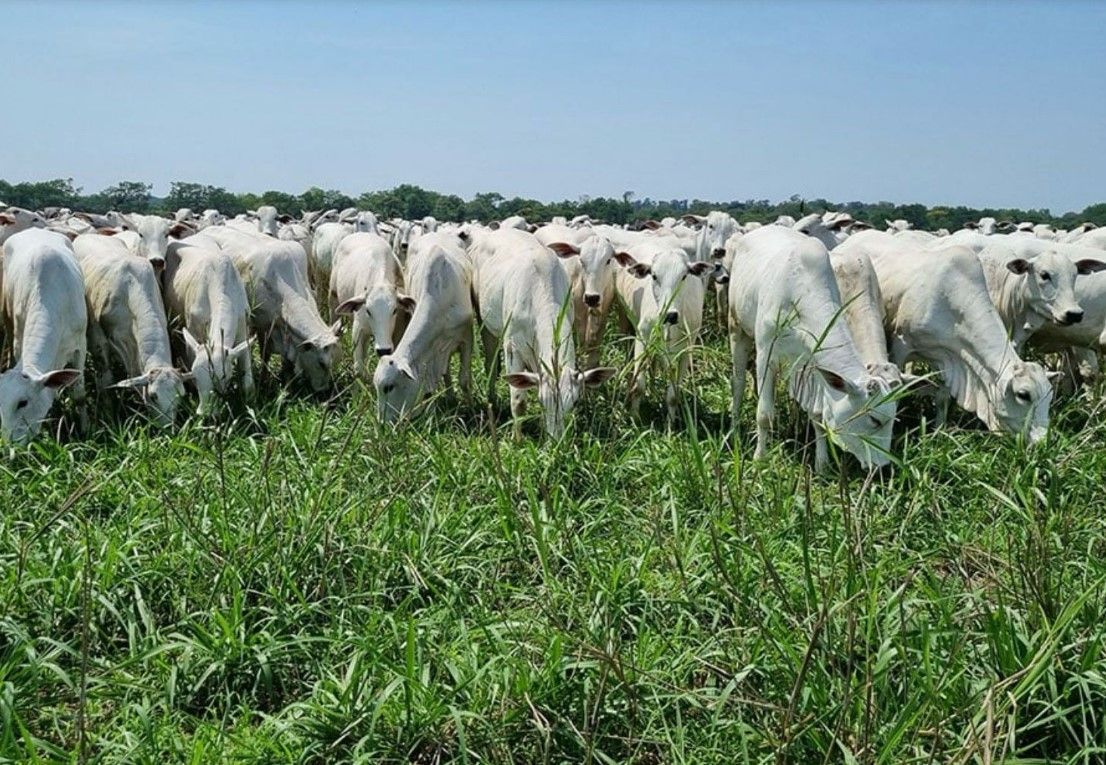 Valdir Barbosa | Carne bovina pode engasgar o mercado interno com a guerra e tarifaço chinês