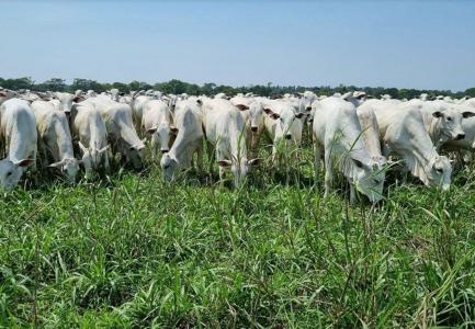 Pecuária: carne bovina no Brasil pode ser afetada