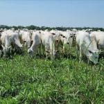 Valdir Barbosa | Carne bovina pode engasgar o mercado interno com a guerra e tarifaço chinês