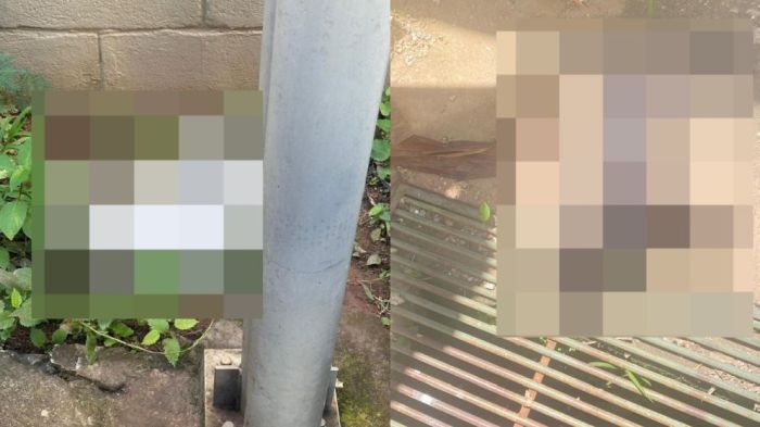 Moradores denunciam morte de gatos em condomínio em BH e suspeitam de envenenamento