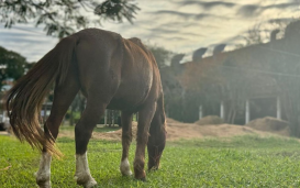 Cavalo Caramelo no Hospital Veterinário da Ulbra