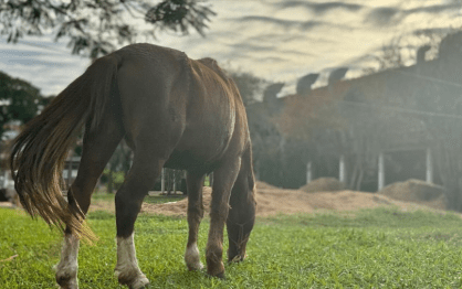Cavalo Caramelo no Hospital Veterinário da Ulbra