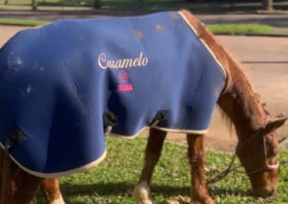 Cavalo Caramelo no Hospital Veterinário da Ulbra