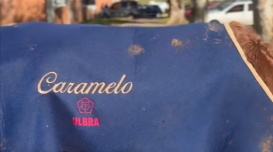 Cavalo Caramelo no Hospital Veterinário da Ulbra
